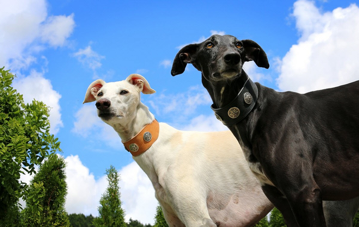 greyhound derby